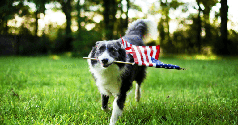 patriotic_dog